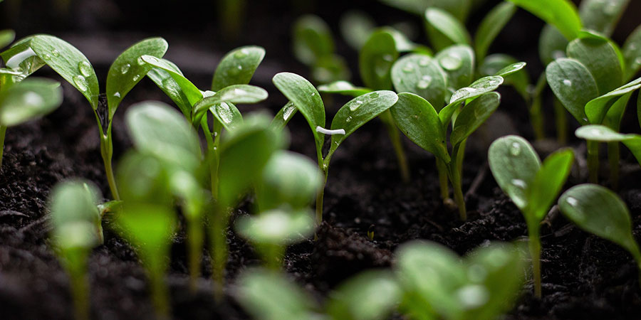 green seedlings sprouting from the soil